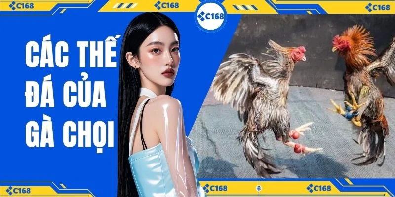 Các thế đá của gà chọi C168